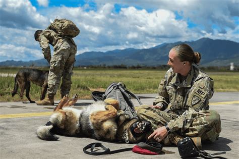 Army Military Working Dog Handler (MOS 31K): 2021 Career Details