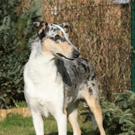 22 Merle Dog Breeds - Beautiful & Rare Merle Dogs Around The World