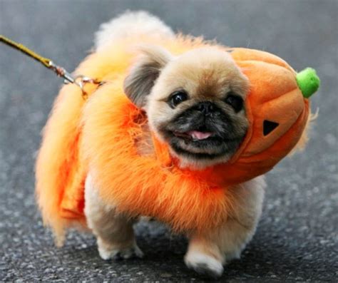 Rules of the Jungle: Smartest puppy Halloween costumes