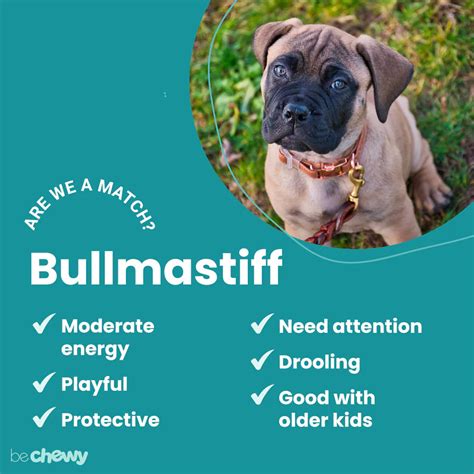 Bullmastiff temperament: a dog personality guide - PetScreening