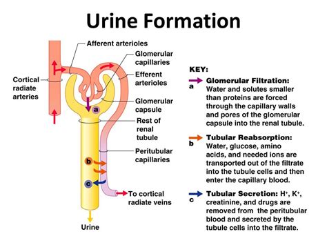 10+ Urine Formation Diagram - HannahMaysan