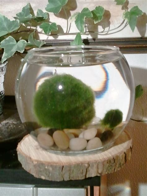 How to Propagate Marimo (Freshwater Algae) | Marimo moss ball, Marimo moss, Marimo