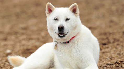 Kishu Ken - Temperament, Lifespan, Shedding, Puppy