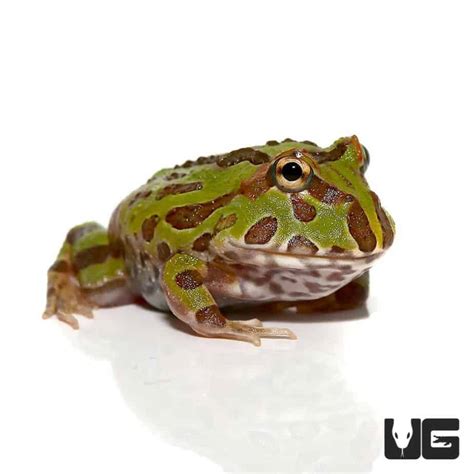 Green Pacman Frogs (Ceratophrys cranwelli) For Sale - Underground Reptiles