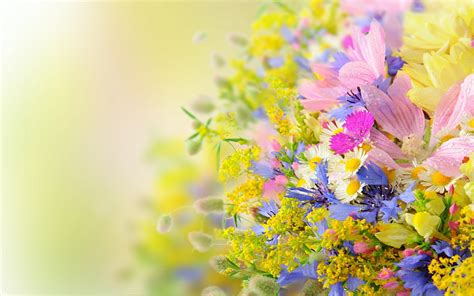 Summer Flowers Background - Summer Flower Wallpaper Hd (#1510303) - HD Wallpaper & Backgrounds ...