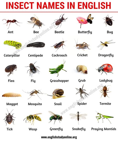 List of Insects: 25 Useful Insect Names with Pictures and Examples - English Study Online ...