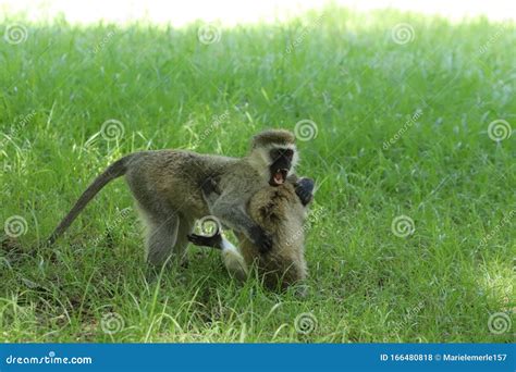 Two Monkeys Fighting In The Sand Royalty-Free Stock Photo | CartoonDealer.com #83719713