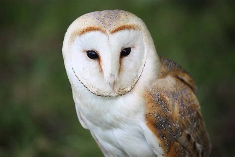 Barn Owl Wallpapers Images Photos Pictures Backgrounds