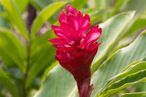 How to Grow and Care for Flowering Ginger