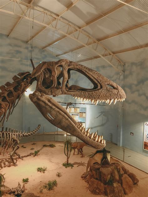 Dinosaur Fossils Displayed in Museum · Free Stock Photo