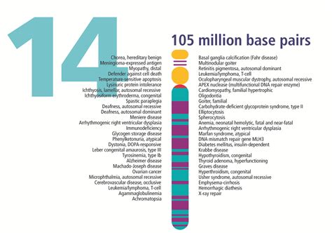 How Are Changes in the Chromosome 14 Related to Health Conditions? - StoryMD