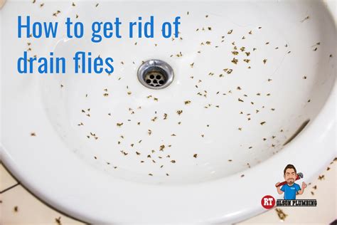 How To Get Rid Of Drain Flies | RT Olson Plumbing