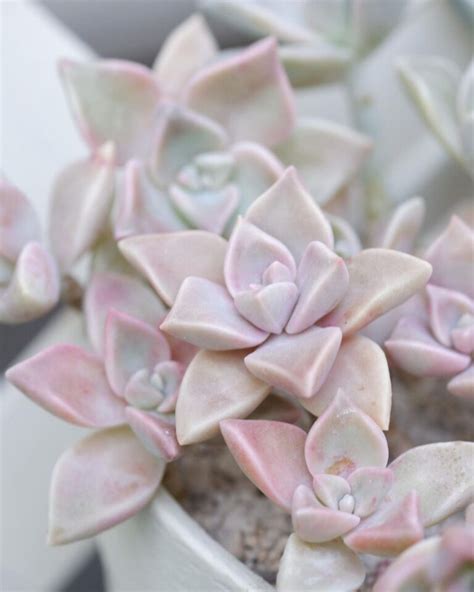 Succulents With Pink Flowers: A Colorful Addition To Your Garden