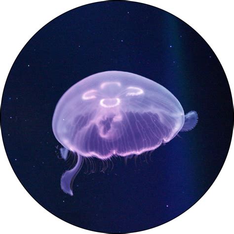 Medium Moon Jellyfish - Jellyfish Art