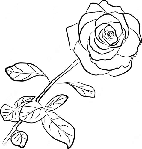 Rose Outline | Free download on ClipArtMag