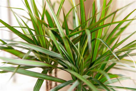 How to Care for Dracaena: Types & Growing Tips