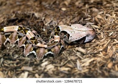 Gaboon Viper Fangs Stock Photos and Pictures - 104 Images | Shutterstock