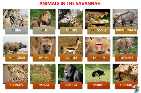 English Nature Vocabulary (Lesson 1): Describe Animals in the SAVANNAH - Learn English With Africa