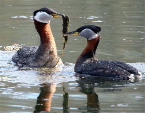 Red-necked Grebe - Podiceps grisegena | Wildlife Journal Junior