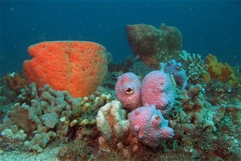 Astonishing diversity of western Australian sponge species uncovered with molecular technology