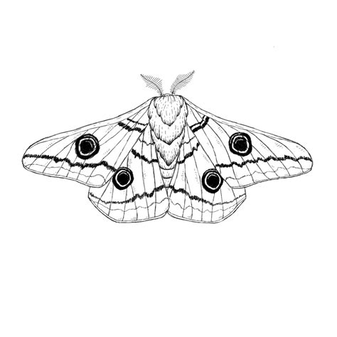 Emperor Moth | Moth tattoo, Moth tattoo design, Art tattoo