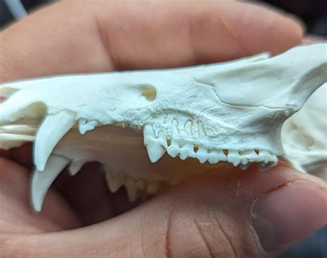 What's going on with this opossums teeth? : r/bonecollecting