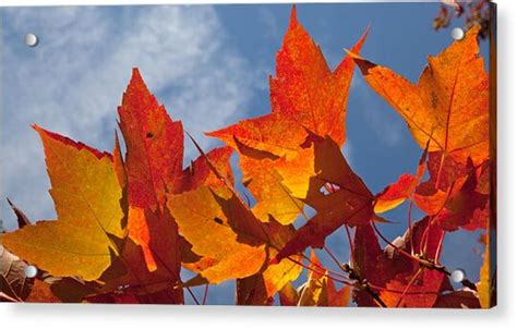 Uw Arboretum Fall Colors Photograph by Natural Focal Point Photography