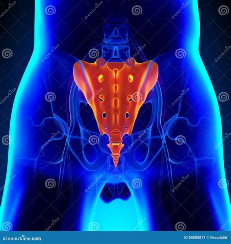 Sacrum Bone Stock Illustration | CartoonDealer.com #88893868