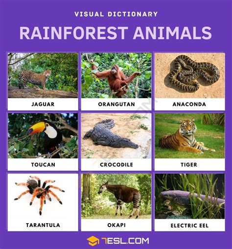 List of Rainforest Animals in English with Facts and Pictures • 7ESL