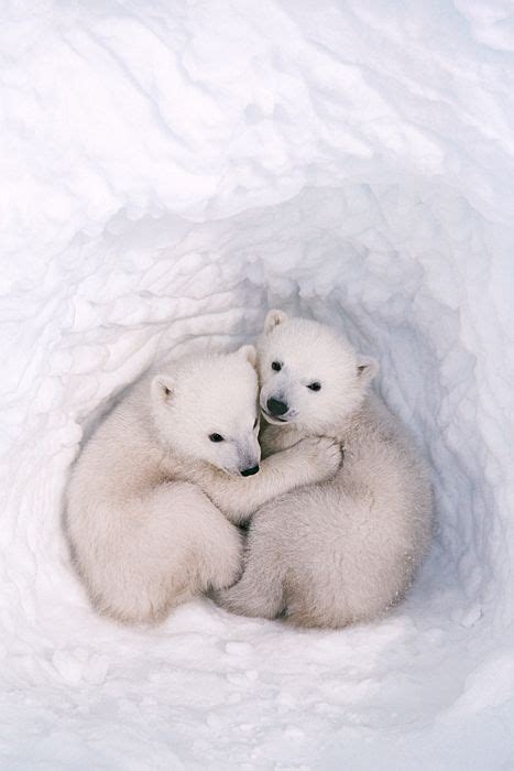 Twin polar bear cubs in a snow den | Animali belli, Cuccioli di orso, Animali