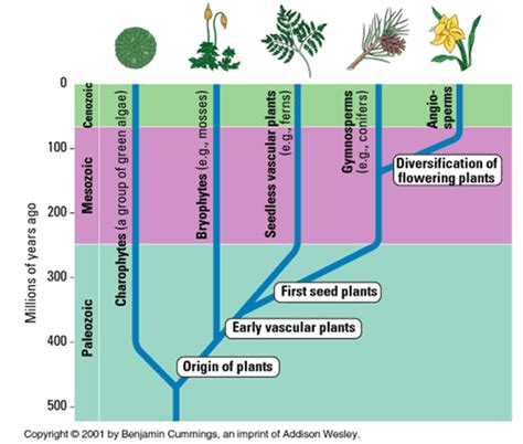 Bryophytes – Ohio Plants