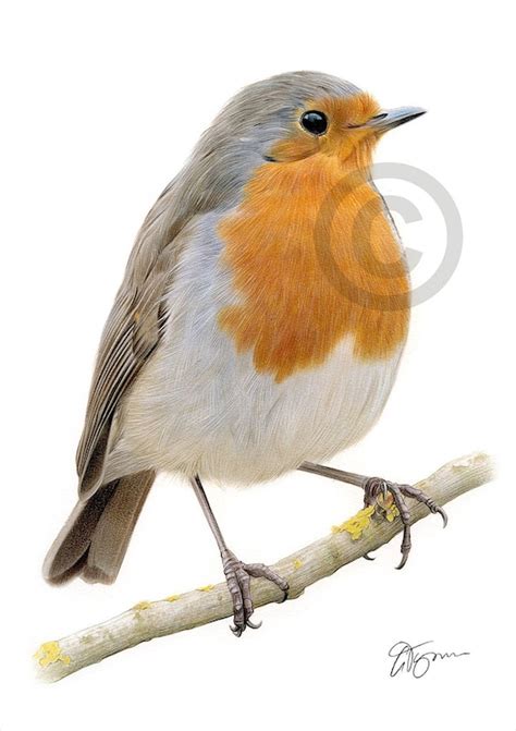 Robin Redbreast Color Pencil Drawing Print Bird Art | Etsy