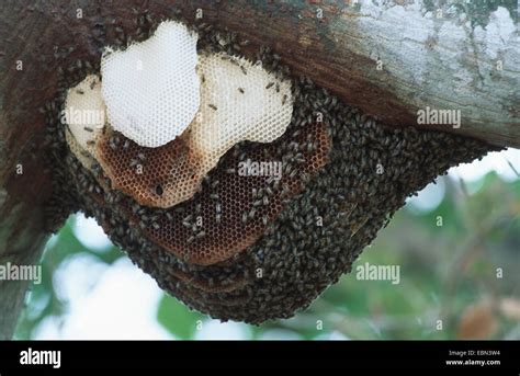 killer bee, Apis mellifera mellifera x scutellata (Apis mellifera ...