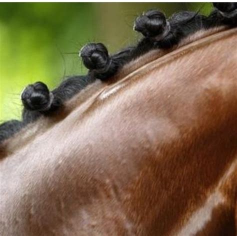 17 Best images about Horse Braids on Pinterest | How to braid, Spanish and Hunters