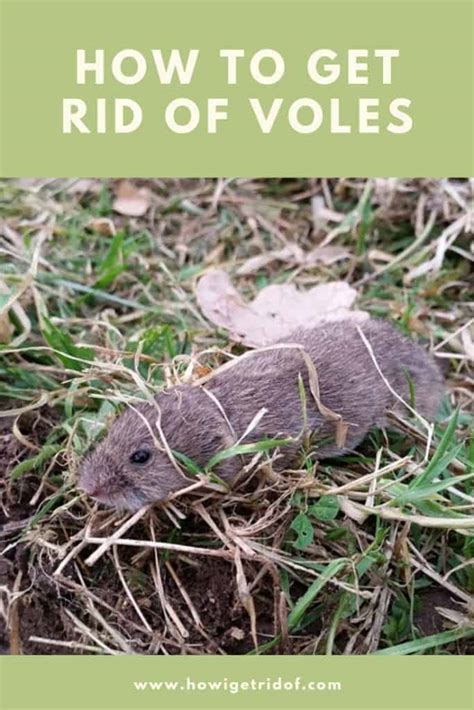 How To Get Rid Of Voles - How I Get Rid Of