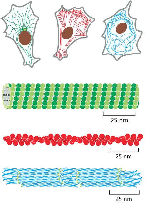 Filaments Of Cytoskeleton