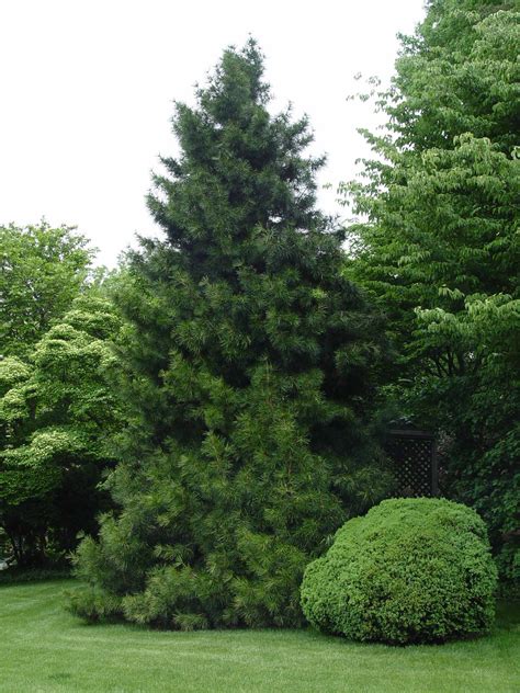 Japanese umbrella pine | Garden Housecalls