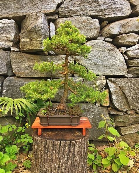 26 Best Norway Spruce Bonsai Pictures | Balcony Garden Web