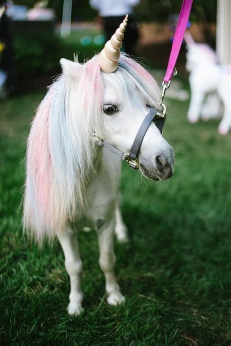 Pinterest | Unicorn pictures, Real unicorn, Zoo animals