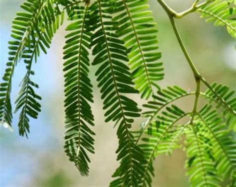 10 Chilean Mesquite Tree Seeds Thornless Tree Prosopis Chilensis Seeds for Planting - Etsy