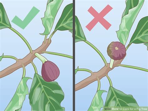 5 Ways to Care for a Fig Tree - wikiHow