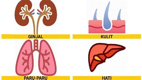 Fungsi Sistem Ekskresi: Paru-Paru, Ginjal, Hati dan Kulit