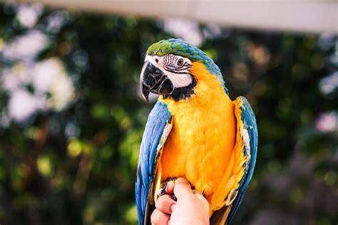 5 Best Large Parrots to Keep as Pets