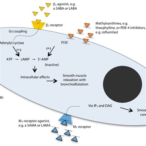 The mechanism of action of the different classes of bronchodilators ...