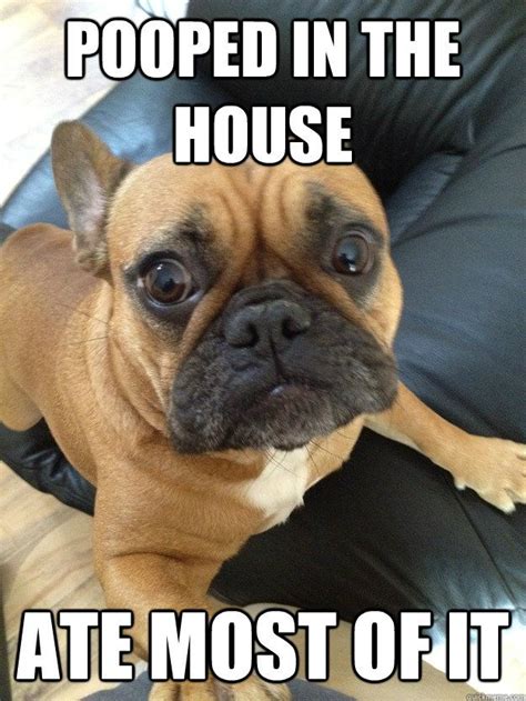 Best 25+ French bulldog meme ideas on Pinterest | French for dog, Funny french bulldogs and ...