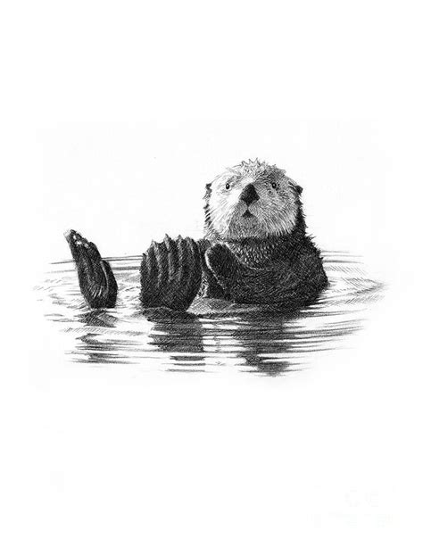 Ideas To Sea Otter Drawing - DIARY DRAWING IMAGES