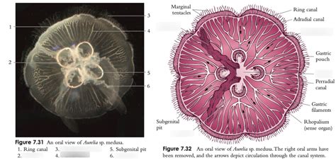 Medusozoa: Scyphozoan Medusa anatomy Diagram | Quizlet