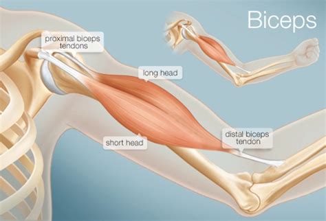 The Biceps (Human Anatomy): Function, Diagram, Conditions, & More