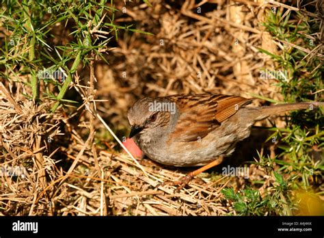 Hedge sparrow nest hi-res stock photography and images - Alamy