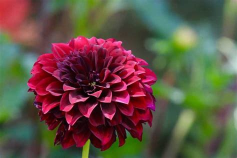 Black Dahlia Flowers [Types, Care Tips and Pictures]